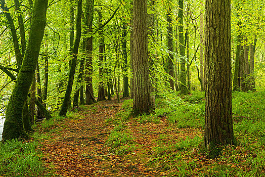 树林,秋天,木头,达特姆尔高原,国家公园,德文郡