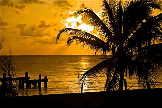 剪影,棕榈树,海滩,墨西哥