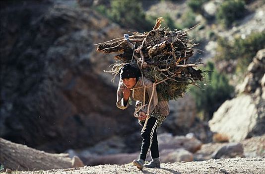 女人,重负,木头,烹调,阿特拉斯山区,摩洛哥