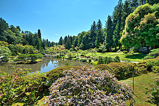 日式庭园,华盛顿,公园,树园,西雅图,美国