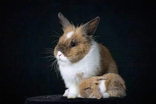 公兔荷兰兔