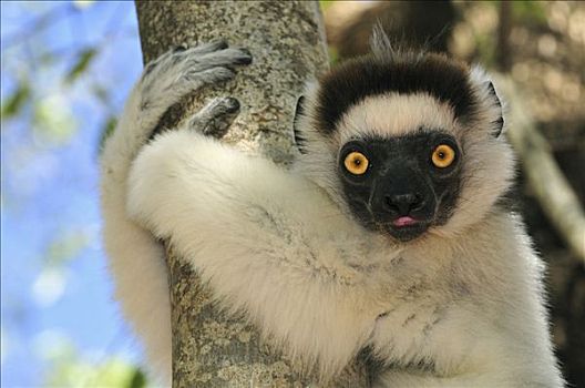 维氏冕狐猴,紧握,树,贝伦提私人保护区,马达加斯加