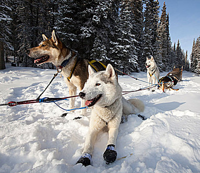 雪橇狗,狗队,西伯利亚,爱斯基摩犬,阿拉斯加,脚,就绪,跑,育空地区,加拿大