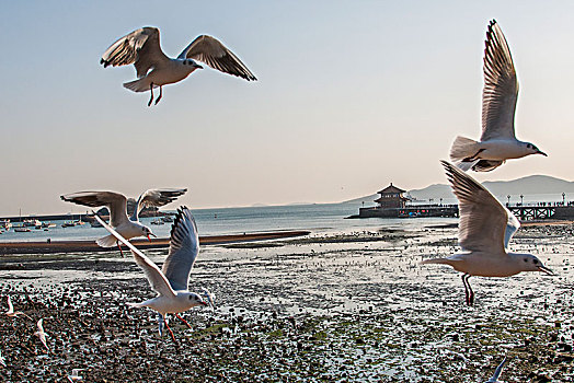 山东青岛栈桥海湾上空飞翔的海鸥