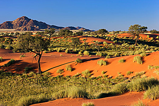 沙丘,风景,沙漠,纳米比亚,非洲