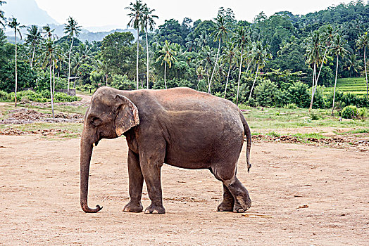 亚洲象,正面,手掌,树林,象属,大象,动物收容院,中央省,斯里兰卡,亚洲
