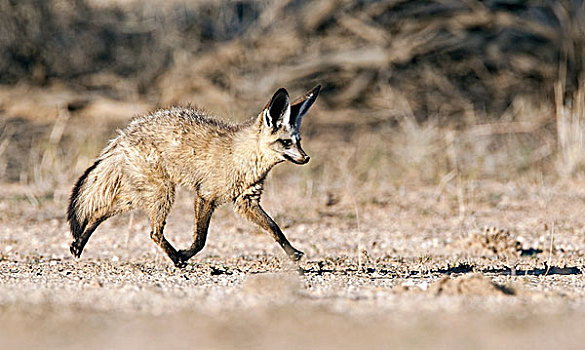 大耳狐,河,卡拉哈迪大羚羊国家公园,博茨瓦纳