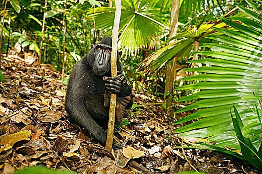 亚洲,印度尼西亚,苏拉威西岛,黑色,短尾猿,成年,休息,翘脚,雨林,树