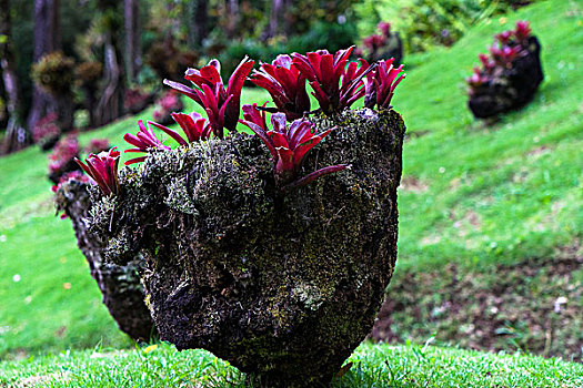 植物园,巴拉塔,马提尼克,法国