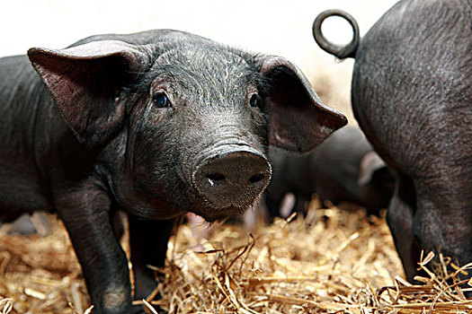 小,黑色,小猪
