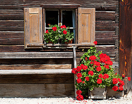 窗户,天竺葵,农舍,露天博物馆,萨尔茨堡州,奥地利,欧洲
