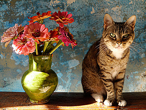 虎斑猫,坐,正面,摄影,靠近,花瓶,百日菊