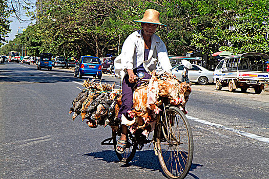 缅甸,男人,骑自行车,生活方式,鸡,仰光