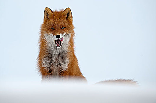 红狐,狐属,堪察加半岛,俄罗斯
