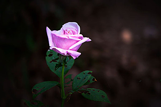 月季花,美丽月季,美艳月季花