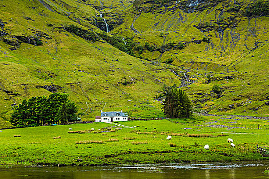 绵羊,地点,苏格兰高地,靠近,苏格兰,英国