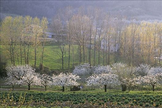 法国,花,樱桃树