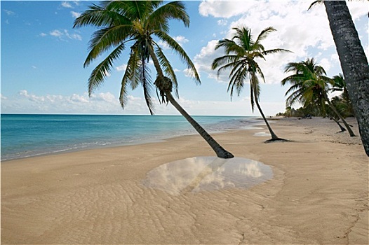 热带沙滩,棕榈树,倒影,加勒比