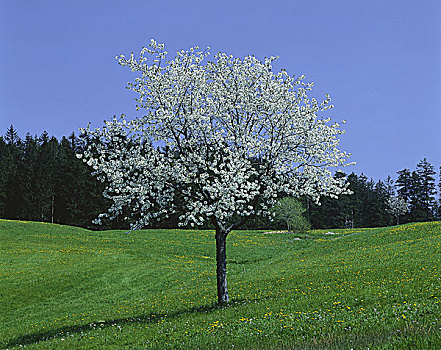 樱桃树,盛开,春天,花地,树,阔叶树,果树,季节,自然,开花,培育,樱桃