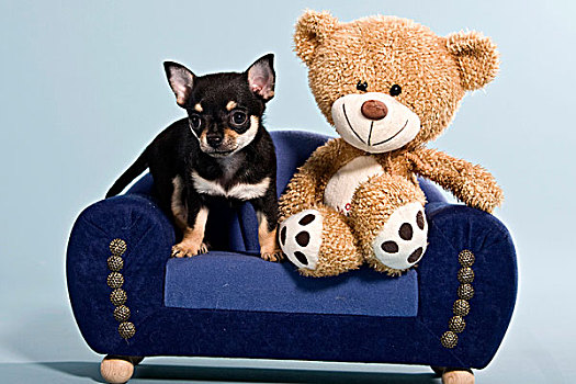吉娃娃,小动物,泰迪熊,熊,沙发