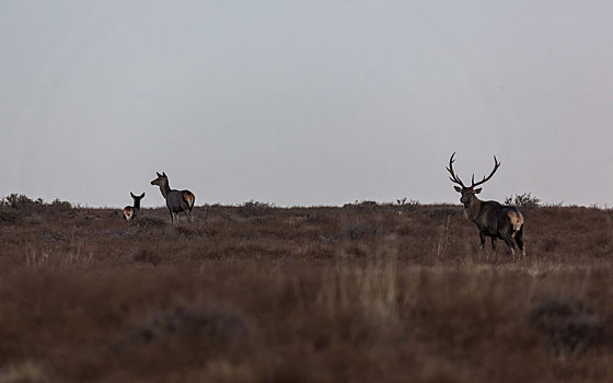贺兰山马鹿,马鹿,赤鹿,贺兰山国家自然保护区
