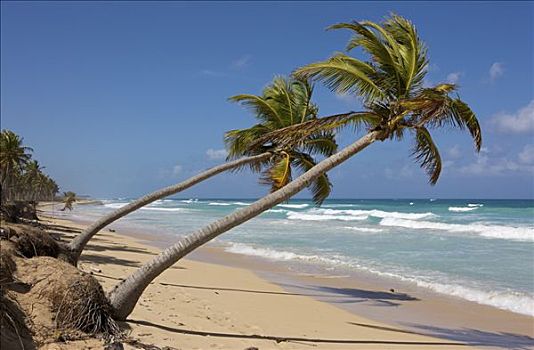 椰树,海滩,多米尼加共和国,加勒比海