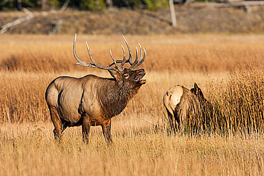 美国,怀俄明,黄石国家公园,公麋鹿,闻,母牛,麋鹿