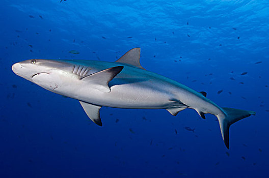 灰礁鲨,巴布亚新几内亚
