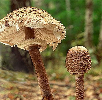 两个,伞状蘑菇,树林