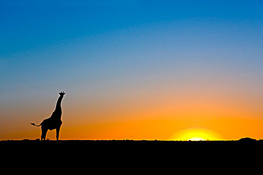 长颈鹿,剪影,夕阳,山谷,博茨瓦纳