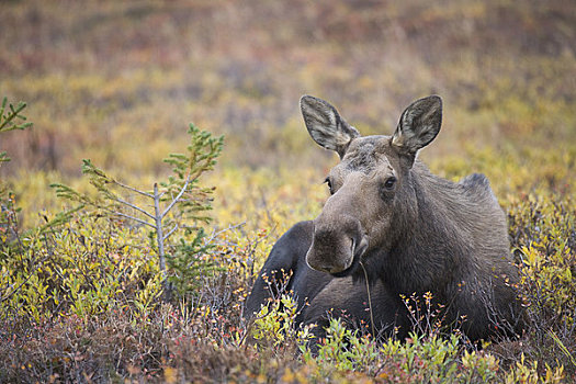 母牛,驼鹿,秋天,电线,楚加奇州立公园,楚加奇山,阿拉斯加