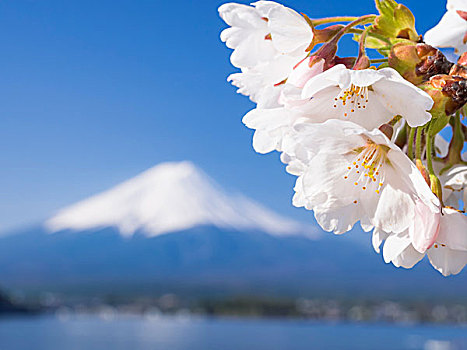 樱花,山,富士山