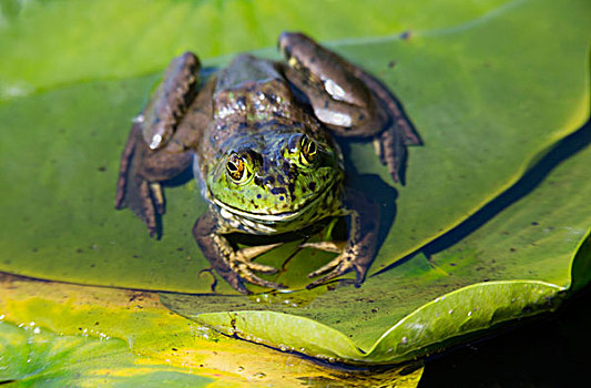湿地,牛蛙,蛙属
