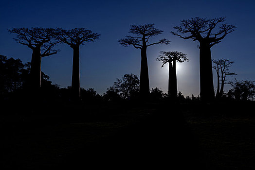 非洲,猴面包树,树林,西海岸,靠近,穆龙达瓦,区域,省,马达加斯加