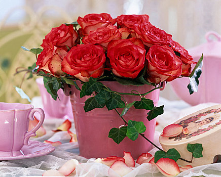 粉色,玫瑰,常春藤属,常春藤