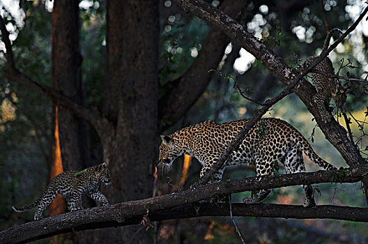 豹,树上,博茨瓦纳