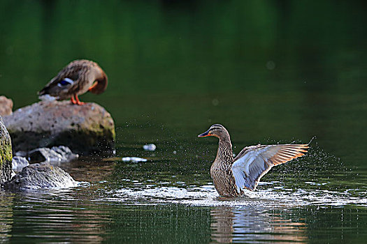 翠湖中两只野鸭子