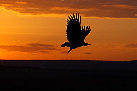 兜帽,秃鹰,飞行,日落时的半身侧面影,马赛马拉,肯尼亚,非洲