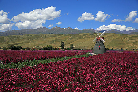 薰衣草,花园