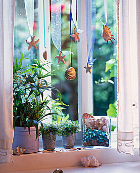 伞,植物,窗台