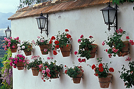 西班牙,安达卢西亚,隆达,花盆,天竺葵,线条,白墙,建造