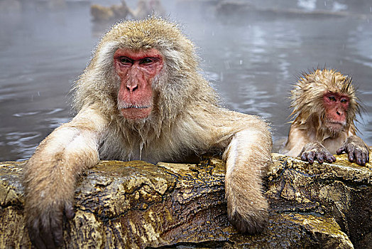 两个,日本猕猴,雪猴,浴,温泉,成年,小动物