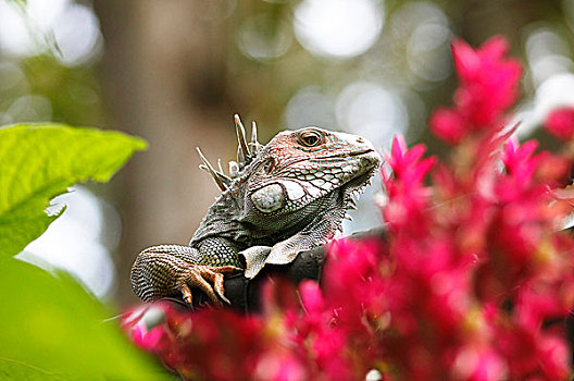 绿鬣蜥,哥斯达黎加,北美