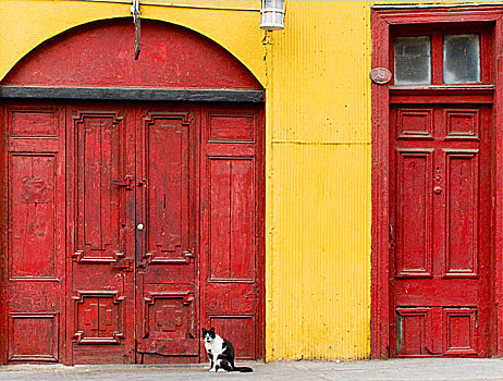 瓦尔帕莱索,智利,南美,猫,彩色,入口
