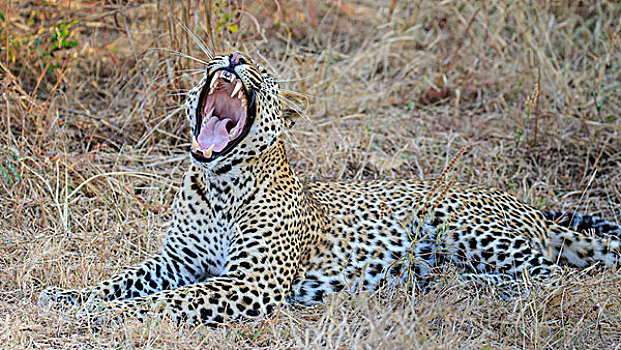 豹,哈欠,南卢安瓜国家公园,赞比亚,非洲