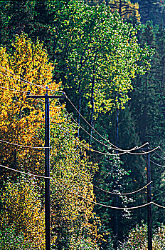 电线,秋天,树,不列颠哥伦比亚省,加拿大