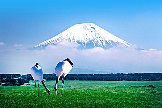 山,富士山,野鸟