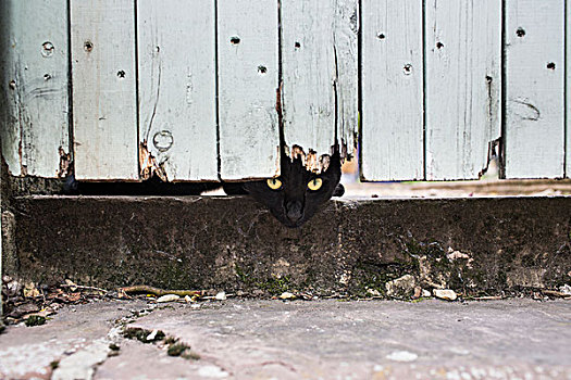 黑猫,室外,下面,老,风化,木门,爬行