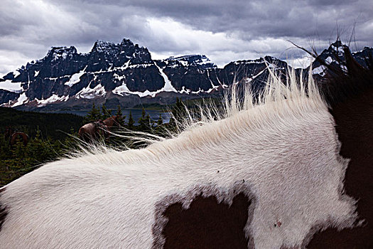 马,碧玉国家公园,艾伯塔省,加拿大