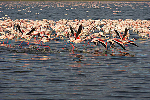 小红鹳,生物群,飞行,起飞,纳库鲁湖,肯尼亚